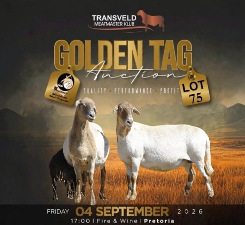 LOT 75B 1+1 X MEATMASTER NOT RECORDED GRADED EWE VOORWAARTS BOERDERY