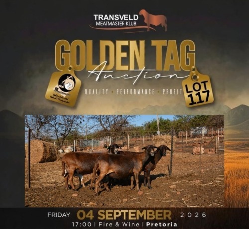 LOT 117B 1+1 X MEATMASTER NOT RECORDED GRADED EWE LAPFONTEIN MEATMASTERS