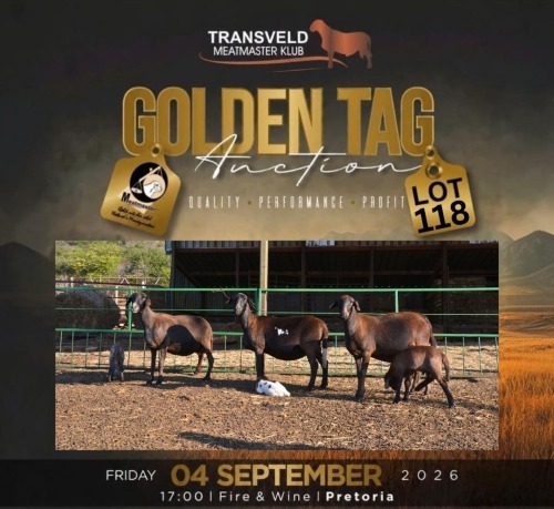 LOT 118B 1+1 X MEATMASTER NOT RECORDED GRADED EWE LAPFONTEIN MEATMASTERS
