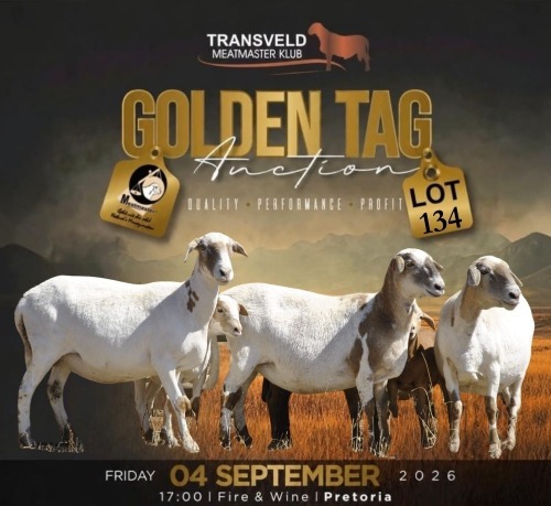 LOT 134B 1+1 X MEATMASTER NOT RECORDED GRADED PREGNANT EWE VOORWAARTS BOERDERY