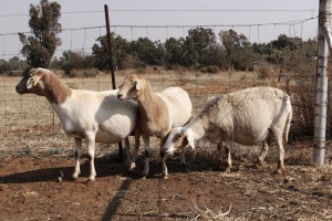 3 X OOI/EWE MEATMASTER OLIVEBRANCH MEATMASTERS (PER PIECE TO TAKE THE LOT)