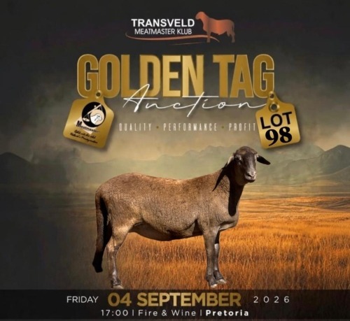 LOT 98B 1 X MEATMASTER NOT RECORDED GRADED EWE JACO VD MERWE BOERDERY