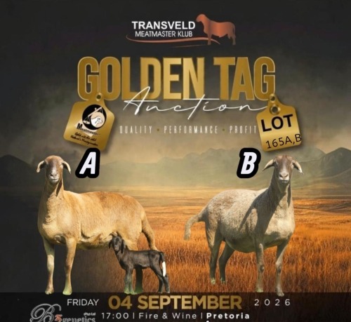 LOT 165A 1 X MEATMASTER COMMERCIAL PREGNANT EWE B3 GENETICS