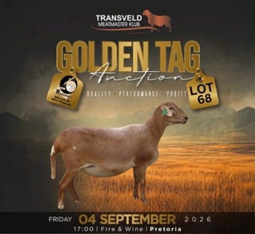 LOT 68 1+1 X MEATMASTER RECORDED GRADED EWE DINOKENG MEATMASTERS