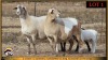 2+2 X MEATMASTER EWE Leliekrans Meatmasters (Pay per animal to take the lot)
