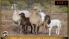 2+2 X MEATMASTER EWE Leliekrans Meatmasters (Pay per animal to take the lot) - 2