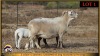 2+2 X MEATMASTER EWE Leliekrans Meatmasters (Pay per animal to take the lot) - 3