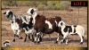 2+3 X MEATMASTER EWE Leliekrans Meatmasters (Pay per animal to take the lot)