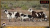 2+3 X MEATMASTER EWE Leliekrans Meatmasters (Pay per animal to take the lot) - 2