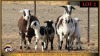 2+3 X MEATMASTER EWE Leliekrans Meatmasters (Pay per animal to take the lot) - 3