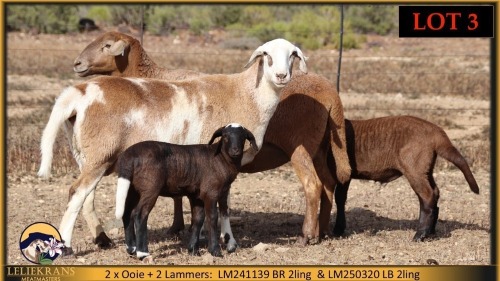 2+2 X MEATMASTER EWE Leliekrans Meatmasters (Pay per animal to take the lot)