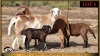 2+2 X MEATMASTER EWE Leliekrans Meatmasters (Pay per animal to take the lot)