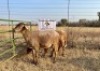 1 X OOI/EWE MEATMASTER ROOIKOPPIES MEATMASTERS