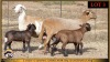 2+2 X MEATMASTER EWE Leliekrans Meatmasters (Pay per animal to take the lot) - 2
