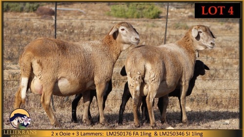 2+3 X MEATMASTER EWE Leliekrans Meatmasters (Pay per animal to take the lot)