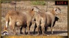 2+3 X MEATMASTER EWE Leliekrans Meatmasters (Pay per animal to take the lot)