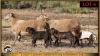 2+3 X MEATMASTER EWE Leliekrans Meatmasters (Pay per animal to take the lot) - 2