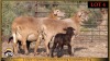 2+3 X MEATMASTER EWE Leliekrans Meatmasters (Pay per animal to take the lot) - 3