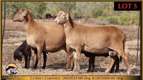 2+2 X MEATMASTER EWE Leliekrans Meatmasters (Pay per animal to take the lot)
