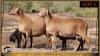 2+2 X MEATMASTER EWE Leliekrans Meatmasters (Pay per animal to take the lot)