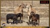 2+2 X MEATMASTER EWE Leliekrans Meatmasters (Pay per animal to take the lot) - 2