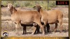 2+2 X MEATMASTER EWE Leliekrans Meatmasters (Pay per animal to take the lot) - 3