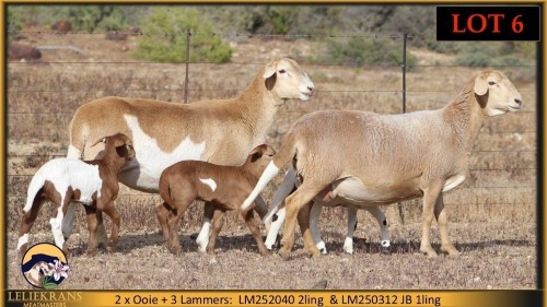 2+3 X MEATMASTER EWE Leliekrans Meatmasters (Pay per animal to take the lot)
