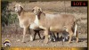 2+3 X MEATMASTER EWE Leliekrans Meatmasters (Pay per animal to take the lot) - 2