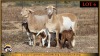 2+3 X MEATMASTER EWE Leliekrans Meatmasters (Pay per animal to take the lot) - 3