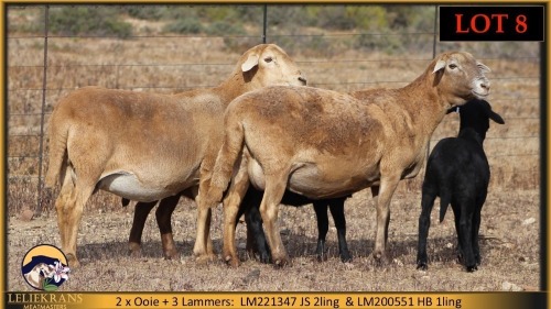 2+3 X MEATMASTER EWE Leliekrans Meatmasters (Pay per animal to take the lot)