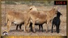 2+3 X MEATMASTER EWE Leliekrans Meatmasters (Pay per animal to take the lot)