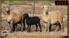 2+3 X MEATMASTER EWE Leliekrans Meatmasters (Pay per animal to take the lot) - 2