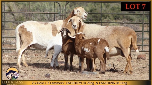 2+3 X MEATMASTER EWE Leliekrans Meatmasters (Pay per animal to take the lot)