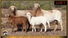 2+3 X MEATMASTER EWE Leliekrans Meatmasters (Pay per animal to take the lot) - 2