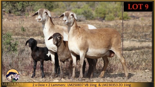 2+2 X MEATMASTER EWE Leliekrans Meatmasters (Pay per animal to take the lot)