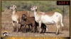 2+2 X MEATMASTER EWE Leliekrans Meatmasters (Pay per animal to take the lot) - 2