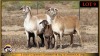 2+2 X MEATMASTER EWE Leliekrans Meatmasters (Pay per animal to take the lot) - 3