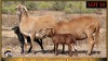 2+2 X MEATMASTER EWE Leliekrans Meatmasters (Pay per animal to take the lot) - 2