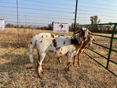 2 X OOI/EWE MEATMASTER ROOIKOPPIES MEATMASTERS (PER PIECE TO TAKE THE LOT)