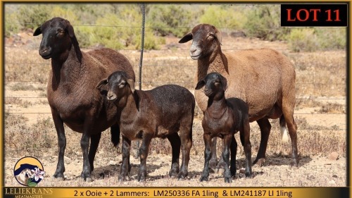 2+2 X MEATMASTER EWE Leliekrans Meatmasters (Pay per animal to take the lot)