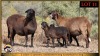 2+2 X MEATMASTER EWE Leliekrans Meatmasters (Pay per animal to take the lot) - 2