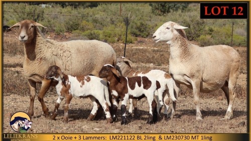 1+1 X MEATMASTER EWE Leliekrans Meatmasters (Pay per animal to take the lot)