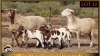 1+1 X MEATMASTER EWE Leliekrans Meatmasters (Pay per animal to take the lot)