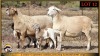 1+1 X MEATMASTER EWE Leliekrans Meatmasters (Pay per animal to take the lot) - 2