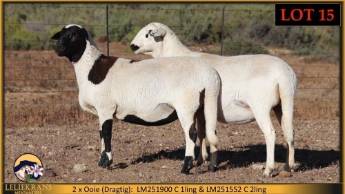 2 X MEATMASTER PREGNANT EWE Leliekrans Meatmasters (Pay per animal to take the lot)