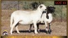 2 X MEATMASTER PREGNANT EWE Leliekrans Meatmasters (Pay per animal to take the lot) - 2