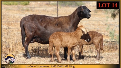 1+2 X MEATMASTER EWE Leliekrans Meatmasters