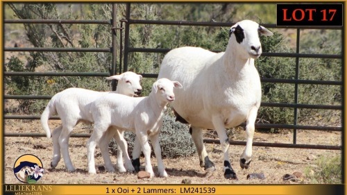 1+2 X MEATMASTER EWE Leliekrans Meatmasters