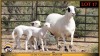 1+2 X MEATMASTER EWE Leliekrans Meatmasters
