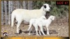 1+2 X MEATMASTER EWE Leliekrans Meatmasters - 2